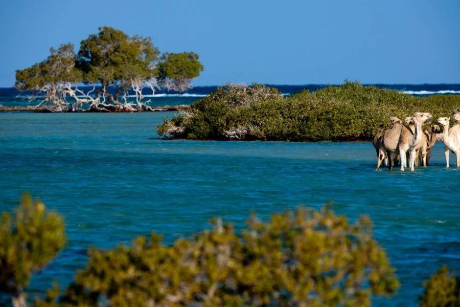 Safari Wadi El Gemal z Marsa Alam – Dobrodružství v poušti