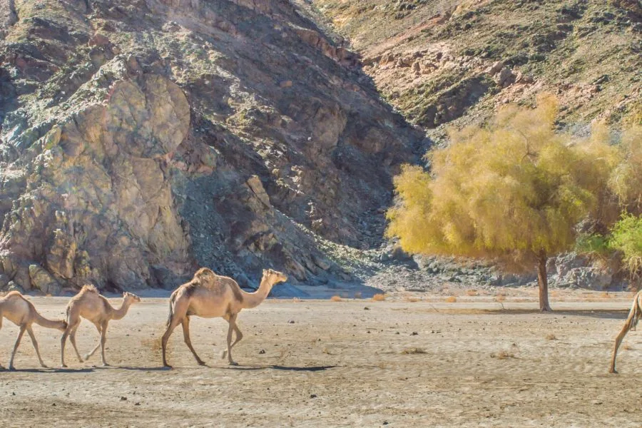 Sharm El Luli Wadi El Gemal výlet – pláž Ras Hankorab